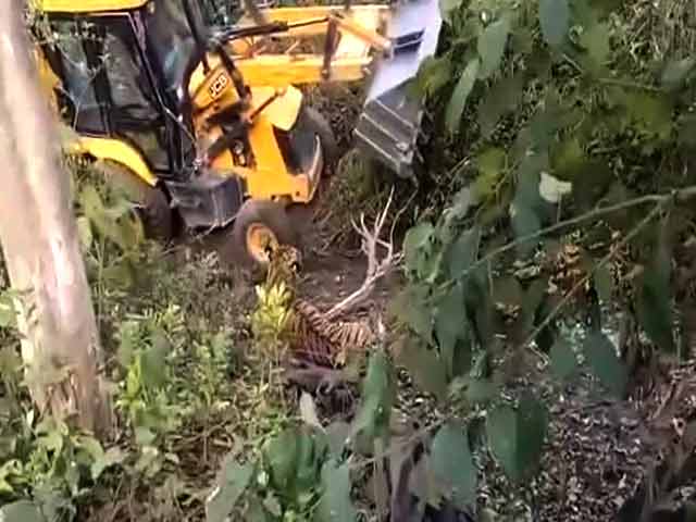 Video : On Camera, Tiger Crushed Near Corbett Park. Earthmover Used In Capture