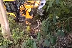 On Camera, Tiger Crushed Near Corbett Park. Earthmover Used In Capture On Camera, Tiger Crushed Near Corbett Park. Earthmover Used In Capture