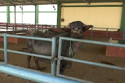 UP Exporters Worried As Crackdown Begins On Illegal Slaughterhouses UP Exporters Worried As Crackdown Begins On Illegal Slaughterhouses