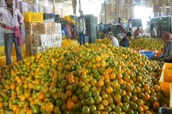 संतरे की बंपर पैदावार से किसान परेशान संतरे की बंपर पैदावार से किसान परेशान