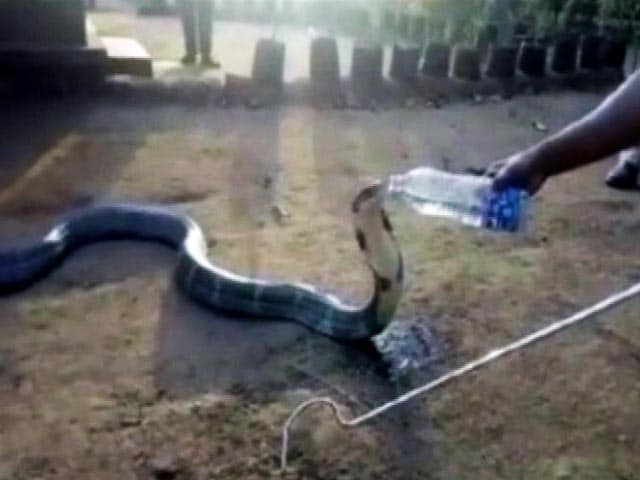 Video : Watch: Thirsty Cobra Drinks Water From A Bottle In Drought-Hit Karnataka