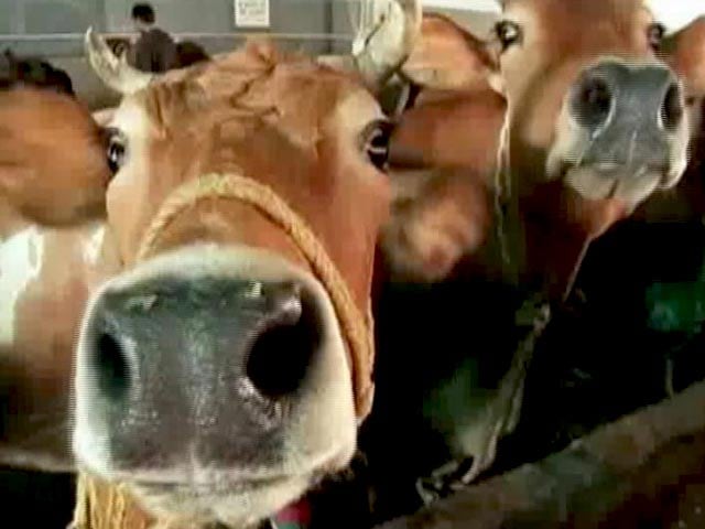 Videos : गुजरात में अब गाय की हत्या पर उम्रकैद की सजा
