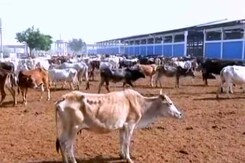 Life Term For Cow Slaughter In Gujarat, Assembly Clears Tougher Law Life Term For Cow Slaughter In Gujarat, Assembly Clears Tougher Law