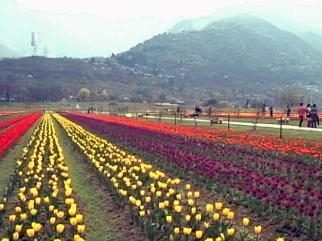 Video : Asia's Largest Tulip Garden Opens For Tourists In Jammu and Kashmir's Srinagar