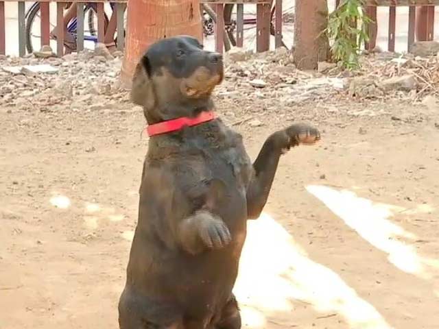 Video : 50 खोजी कुत्तों को हराकर नंबर 1 खोजी कुत्ता बना RPF का बिंगो