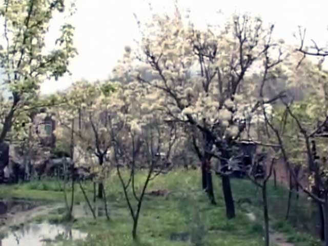 कश्‍मीर घाटी के फल किसानों पर बेमौसम बारिश की मार