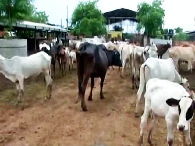 Video : In Rajasthan, Now, Surcharge For Cow Protection