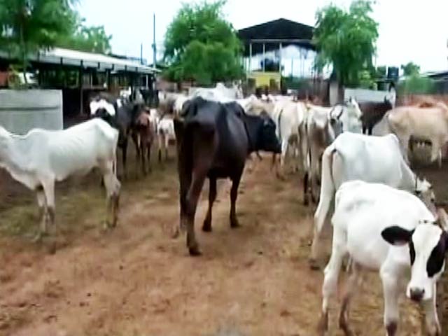 In Rajasthan, Now, Surcharge For Cow Protection