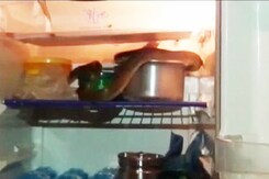 Telangana Girl Opened Fridge. A King Cobra Inside Telangana Girl Opened Fridge. A King Cobra Inside