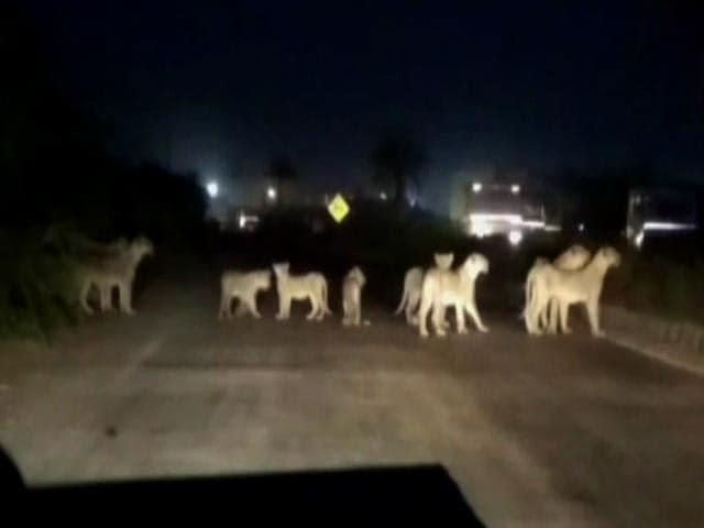 Video : Watch: When A Dozen Lions Halted Traffic On A Highway In Gujarat