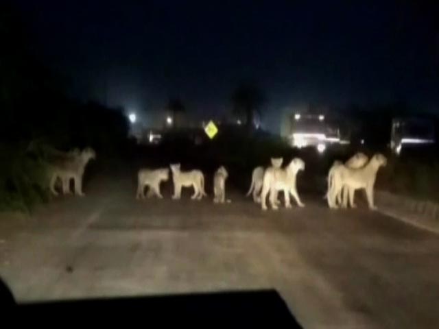 Watch: When A Dozen Lions Halted Traffic On A Highway In Gujarat