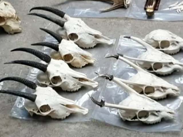 नेशनल लेवल के शूटर पर हथियार और पशु तस्करी के आरोप