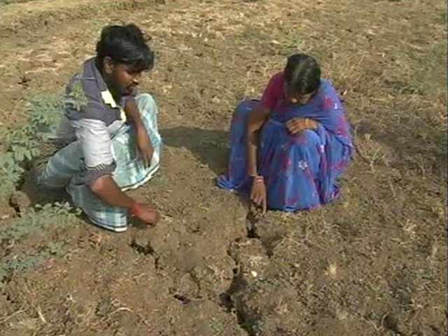 Lush Green Fields Turn Into Stark Barren Land As Cauvery Shrinks