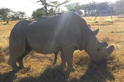 How Tinder Is Playing A Role In Trying To Save A Rhino From Extinction How Tinder Is Playing A Role In Trying To Save A Rhino From Extinction