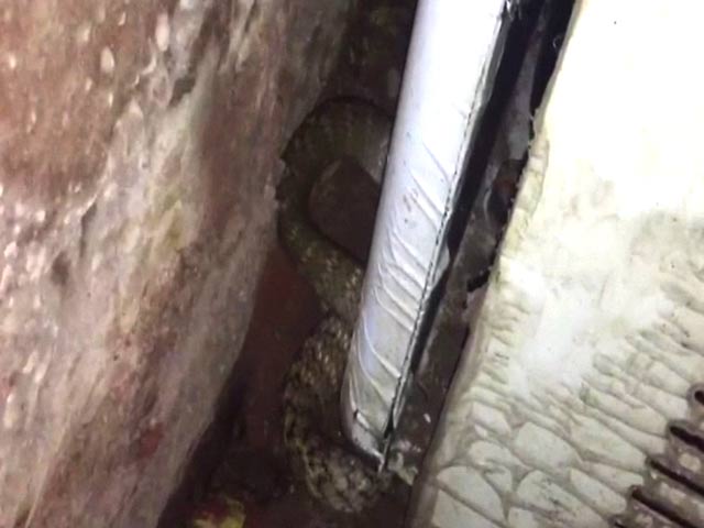 Video : Thirsty Snake Causes Panic At Taj Mahal