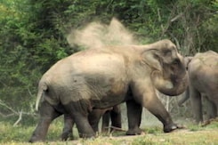 Karnataka Counts Its Elephants, Hopes To Remain State With Highest Pachyderm Population Karnataka Counts Its Elephants, Hopes To Remain State With Highest Pachyderm Population