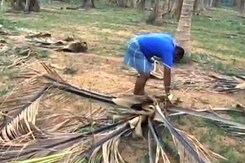 10 Lakh Coconut Trees Die Due To Drought In Tamil Nadu's Salem District 10 Lakh Coconut Trees Die Due To Drought In Tamil Nadu's Salem District