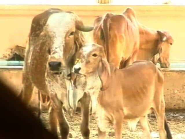 Video : In Gujarat, Cows Get Digital Implant As 'Aadhaar' IDs For Cattle Begins