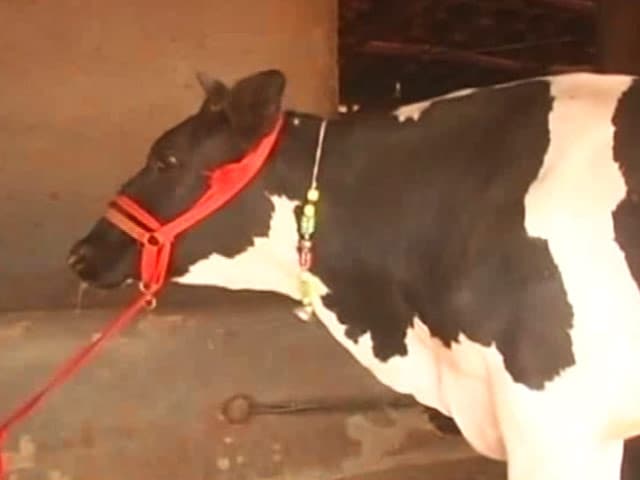 Video : Cattle Sold In Markets Cannot Be Slaughtered, Says Government