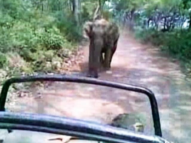 ...जब जिम कॉर्बेट नेशनल पार्क में सैलानियों के पीछे पड़ गया हाथी