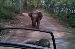 'Run, Run': Wild Elephant Chases Tourists In Jim Corbett 'Run, Run': Wild Elephant Chases Tourists In Jim Corbett