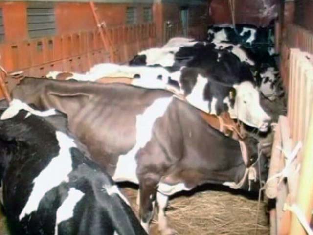 मवेशियों पर आए नए नियमों में बदलाव कर सकती है सरकार