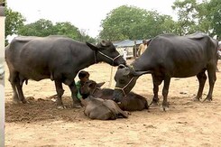 MoJo: मवेशियों पर खरीद-बिक्री की पाबंदी से बाहर होगी भैंस? MoJo: मवेशियों पर खरीद-बिक्री की पाबंदी से बाहर होगी भैंस?