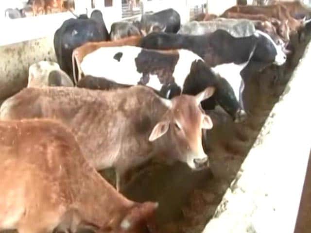 Video : Make Cow National Animal, Recommends Judge, Calling It 'Voice Of My Soul'