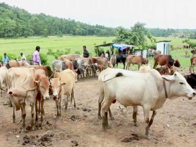 बड़ी ख़बर : राजस्थान हाईकोर्ट का सुझाव - गाय को राष्ट्रीय पशु घोषित किया जाए