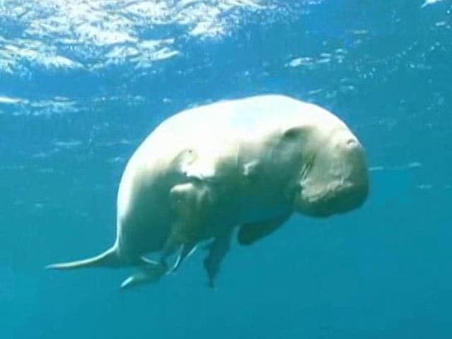 Video : <i>India Matters</i>: Save The Sea Cow