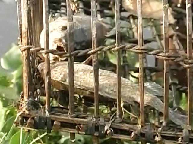 Hyderabad Lakes Throw Up Dead Fish, Thousands And Thousands Of Them