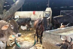 गौरक्षकों का डर से गौशालाओं छोड़ रहे हैं किसान अपनी गाय गौरक्षकों का डर से गौशालाओं छोड़ रहे हैं किसान अपनी गाय