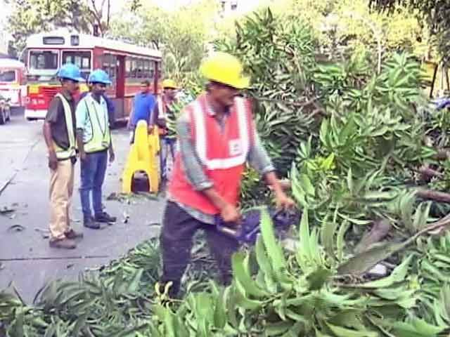 मुंबई मेट्रो के लिए बड़ी संख्या में ली जा रही पेड़ों की बलि