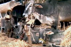 Exporters Comment On Cattle Slaughter Ban Exporters Comment On Cattle Slaughter Ban
