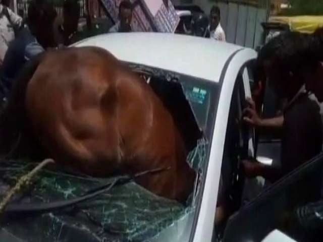 Honking, Heat Unsettle Horse Who Smashes Through Car's Windshield
