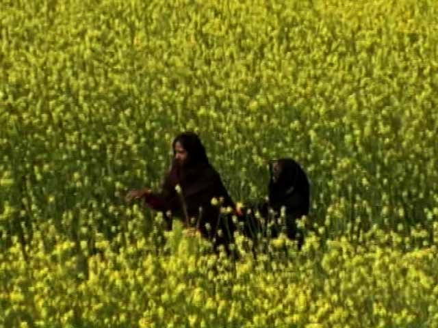 Scientists Want GM Mustard To Be Given Go Ahead For Commercial Production