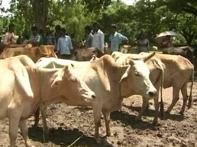 Video : In Assam Too, Cattle Markets Brace Up For Troubled Times Ahead