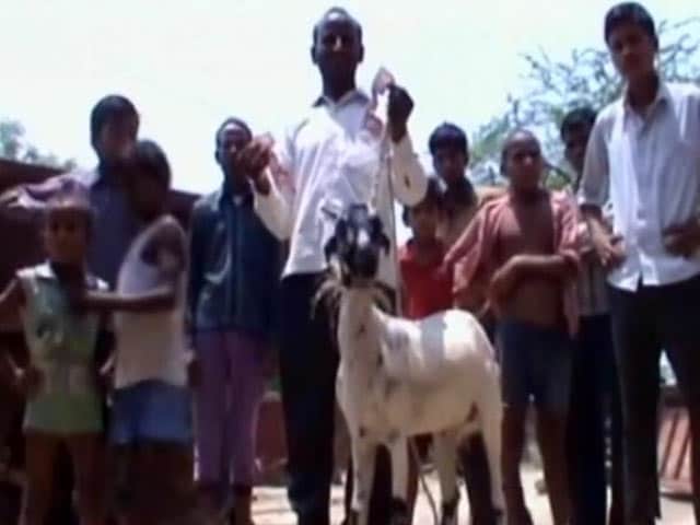 Videos : भूखी बकरी ने चट कर दिए मालिक के 66 हजार रुपये के नोट