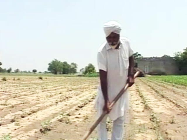 Punjab Cotton Farmers' Dilemma: Despite More Crop Yield, Profit Is Meagre