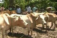 'Milk of Cats, Dogs Of No Use': Meet Animal, Sorry Cow Welfare Board 'Milk of Cats, Dogs Of No Use': Meet Animal, Sorry Cow Welfare Board