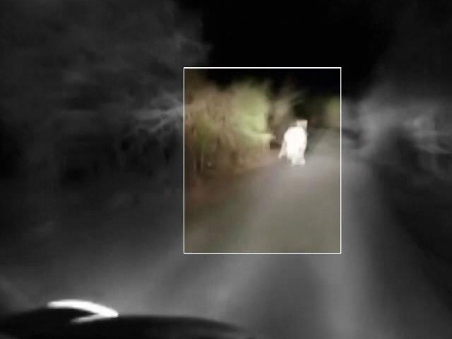 In Video, Desperate Lion Cub Chased By Car in Gujarat