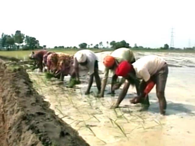 Video : 1 In 3 Farmers In Punjab Below Poverty Line: Study
