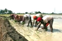 1 In 3 Farmers In Punjab Below Poverty Line: Study 1 In 3 Farmers In Punjab Below Poverty Line: Study