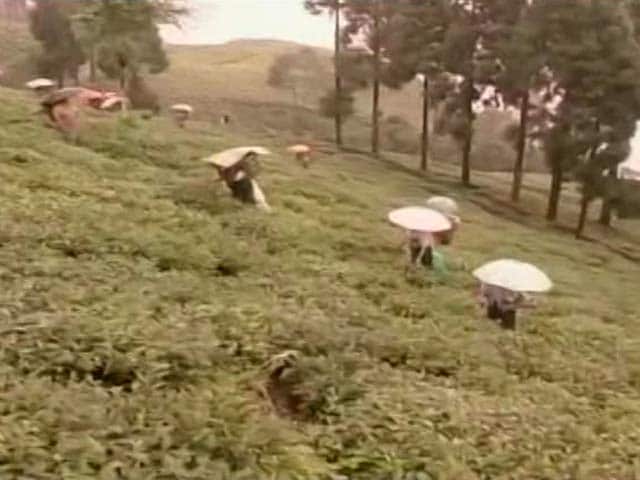 Video : Bandh In Darjeeling Brings Hard Times For The Second-Flush Tea