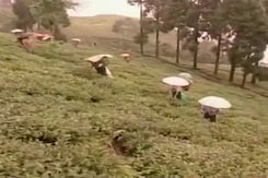Bandh In Darjeeling Brings Hard Times For The Second-Flush Tea Bandh In Darjeeling Brings Hard Times For The Second-Flush Tea