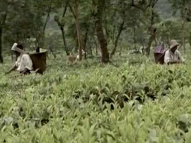 गोरखा आंदोलन की आंच, बंद पड़े हैं दार्जीलिंग के चाय बागान