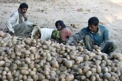 यूपी में किसानों से आलू खरीदने की सरकारी योजना हुई फ्लॉप यूपी में किसानों से आलू खरीदने की सरकारी योजना हुई फ्लॉप