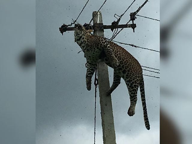 Video : Horrified Villagers Filmed Leopard Electrocuted At Top Of 12-Foot Pole