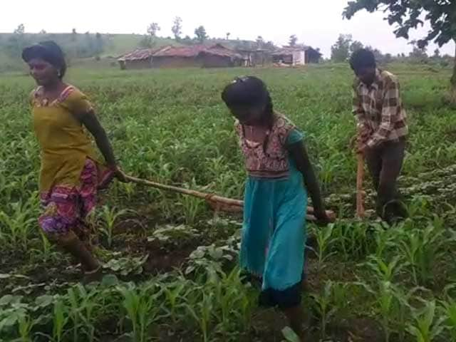 Video : In State That Pioneered 'Beti Bachao', Farmer's Daughters Plough Fields