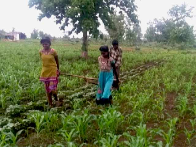 सीहोर : बैलों की जगह बेटियों का हल में इस्तेमाल करने पर मजबूर किसान